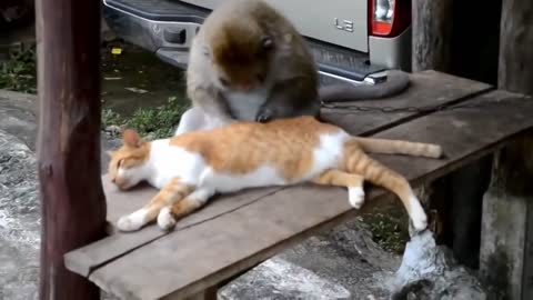 Watch This Monkey Grooming A Cat!