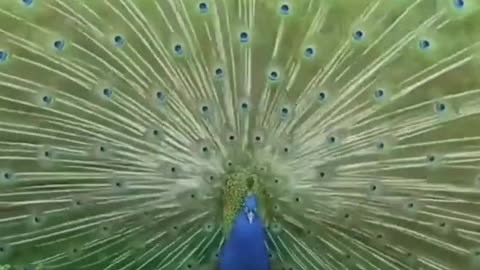 dancing peacock short video 🥰😺😘