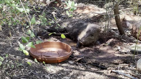 Javelina Stops By For A Drink, A Roll In The Mud & A Nap (104 Degrees In Sedona)