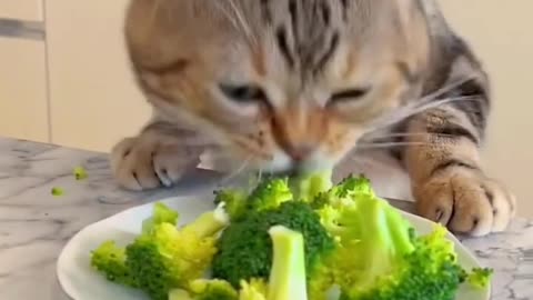 Do cats like vegetables?