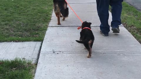 Determined, cute, 9 week old German Shepherd puppy attempts to lead the way