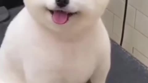 Cute Puppy Dog Funny Dog