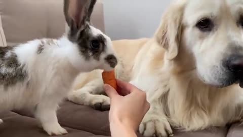 Golden Retriever Meets New Rabbit!