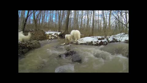 How The Dogs Cruise Movie - Free Ranging FUN!!