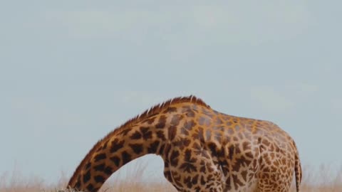Giraffes: Did You Know? FUN FACT!