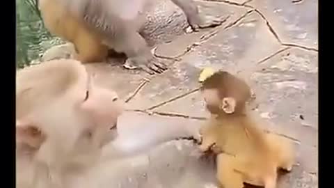 Monkey Funny Video