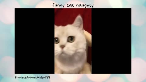 funny cat naughty #funnycat