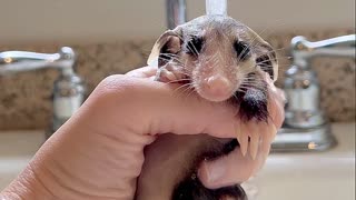 Baby Opossum Takes a Shower