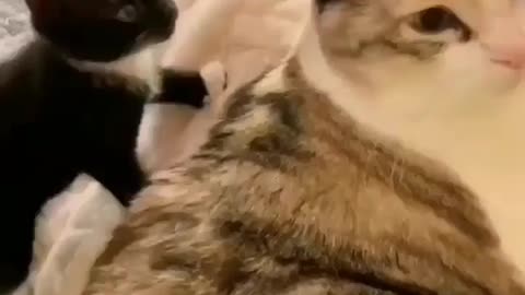 Tiny kitten slapped the cat when she was busy somewhere