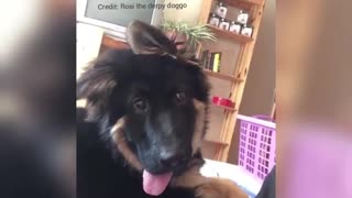 Super funny pup delivers hilariously goofy expression