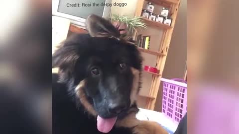 Super funny pup delivers hilariously goofy expression