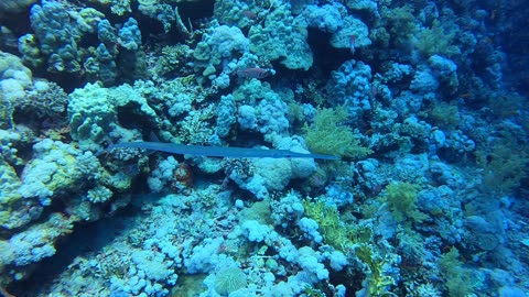 Red Sea SCUBA Diving - Another cornetfish