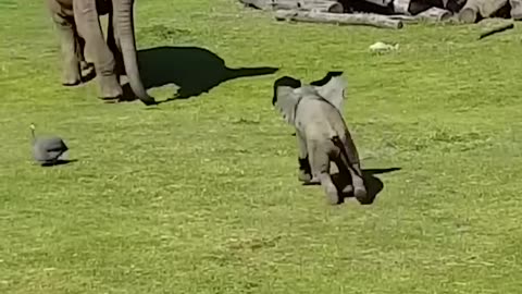 Funny Elephant Bady