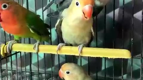 Beautiful lovebirds green opaline pair ❤️