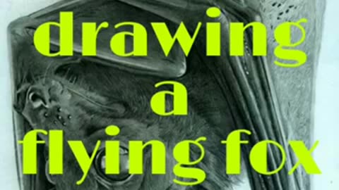 Drawing a Flying Fox