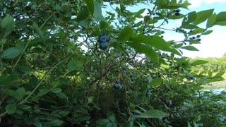 Blueberries