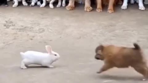 Puppy vs rabbit 😂❤️