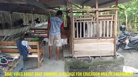 Long hair goat crosses etawa goat in villagl foram/goat farm in village
