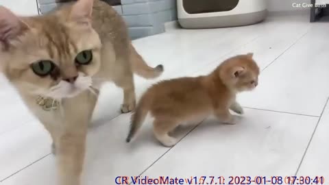 Mom cat calls baby kitten, he decided to stay with his dad and mom was offended