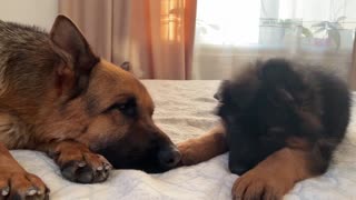 German Shepherd and German Shepherd Puppy are Cutest Friends