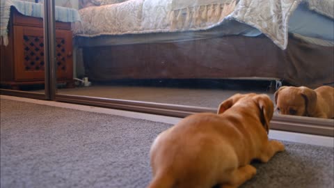 cute puppy scared in the front of mirror