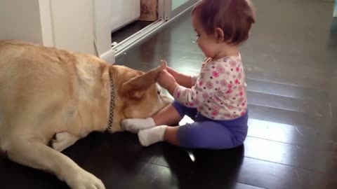 Baby girl plays with yellow Lab