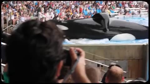 The horrific story of a orcha thad mauled sea world trainer dawn