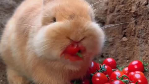 Cute rabbit eating tomatoes 🍅🍅