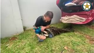 Peacock found in suspects' getaway vehicle