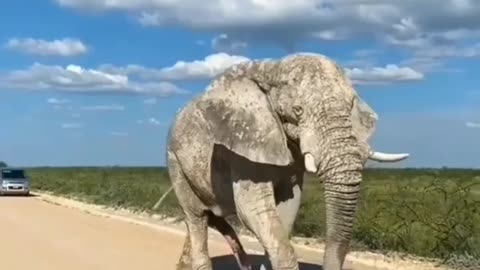 Big size white African elephants