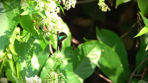 A Butterfly on a Flower