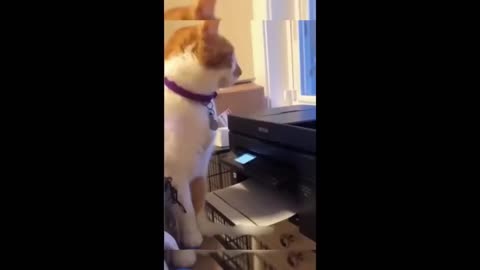 Funny Animal video. 🤣 - Funny cats/dogs - 😂