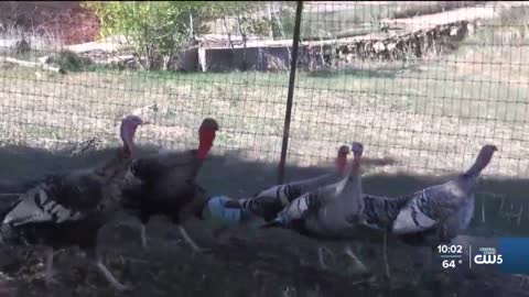 Babe's Bird Farm is a local turkey farm facing hurdles this holiday season