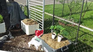 Planting Sweet Success Cucumber Plants 5/9/23