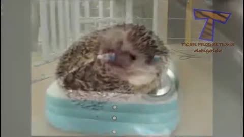 Animals really enjoy bathing Cute and funny animals bathing