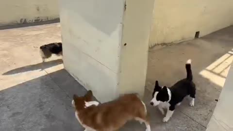 Dogs playing hide and seek