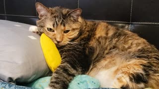 Cat Snoozing Next to Beloved Toy