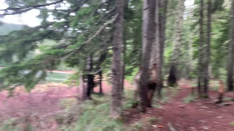 Oregon – Mount Hood National Forest – Hiking Around Lower Twin Lake – 4K