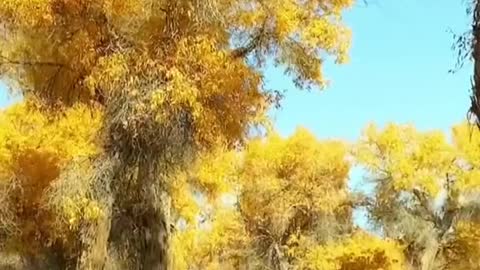 #autumn #yellowleaves #aesthetic #beauty #foryou #tiktok #scenery #sceneryvideos