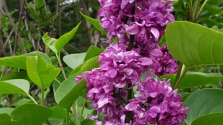 Lilacs