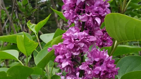 Lilacs