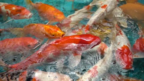 fantail goldfish breeding