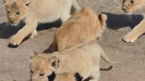 Cute baby lion 3