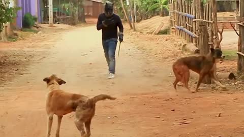 Funny dog prank video || dog funny video