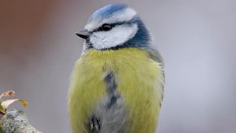 Blue tit beautiful birds 😍