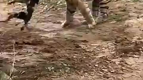 Tiger killed dog at zone 2 Ranthambore National Park