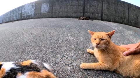 A stray cat that licks when it is tapped on the waist