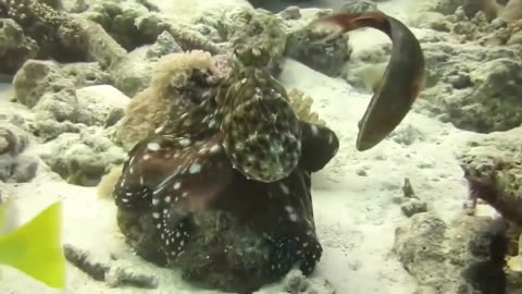 The Eagle dies while hunting octopus in the ocean