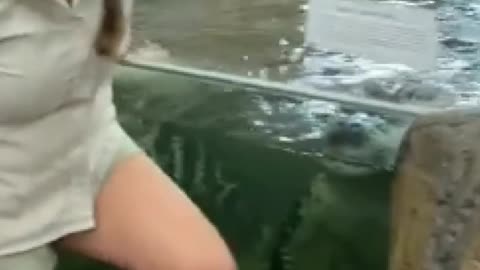 Feeding to elegator & crocodile by keeper lady with risk