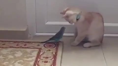 Funny Cat and Parrot playing together